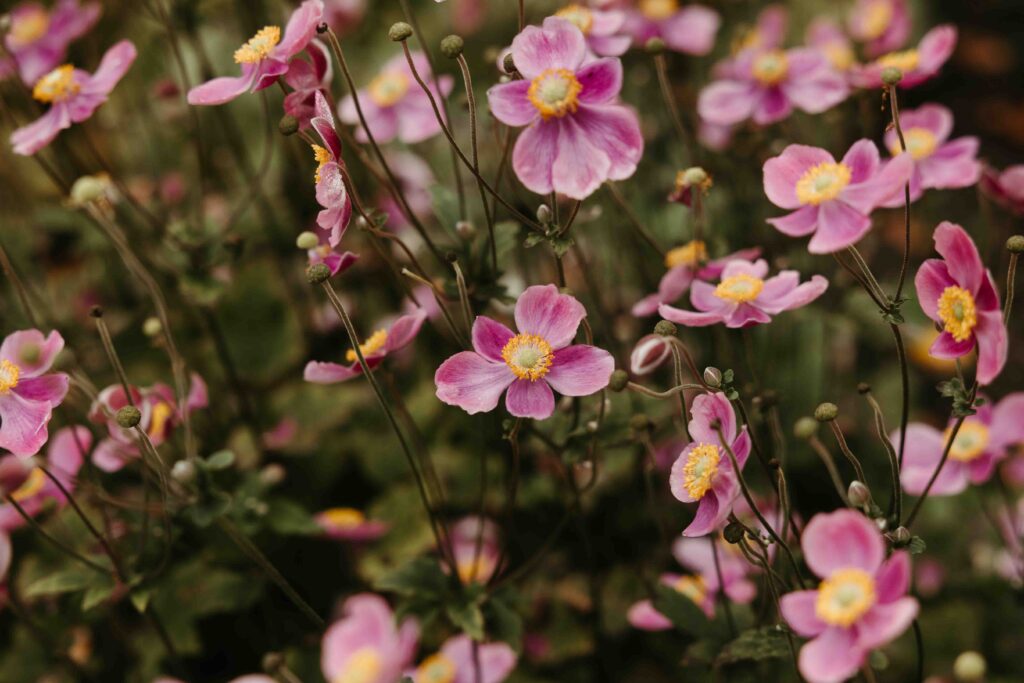 Trouwen-in-de-herfst.jph